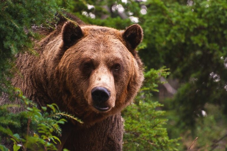 Wildlife and Wilderness Awareness